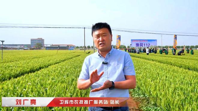 高產(chǎn)抗逆“豫同112”：國審小麥新品種觀摩品鑒會成果豐碩